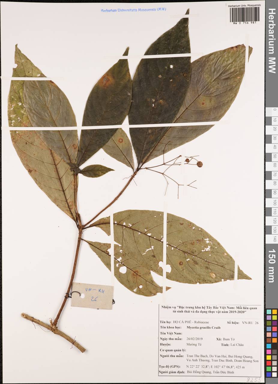 Mycetia gracilis Craib, South Asia, South Asia (Asia outside ex-Soviet states and Mongolia) (ASIA) (Vietnam)