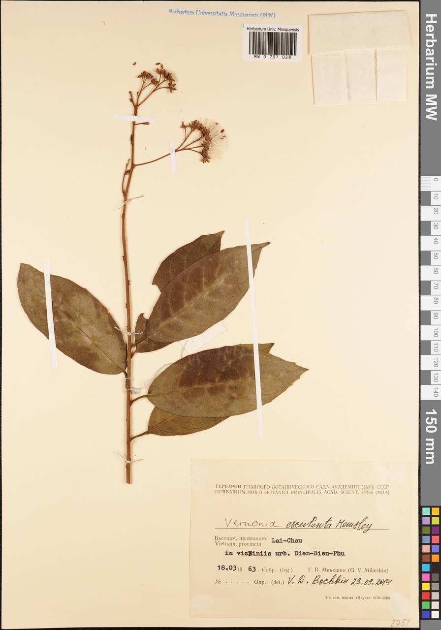 Strobocalyx esculenta (Hemsl.) H. Rob., S. C. Keeley, Skvarla & R. Chan, South Asia, South Asia (Asia outside ex-Soviet states and Mongolia) (ASIA) (Vietnam)