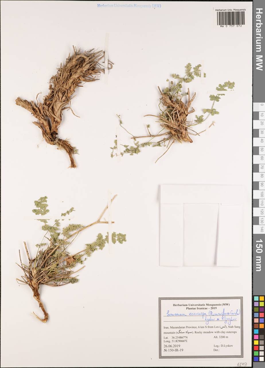 Semenovia eriocarpa (Bornm. & Gauba) Lyskov & Kljuykov, South Asia, South Asia (Asia outside ex-Soviet states and Mongolia) (ASIA) (Iran)