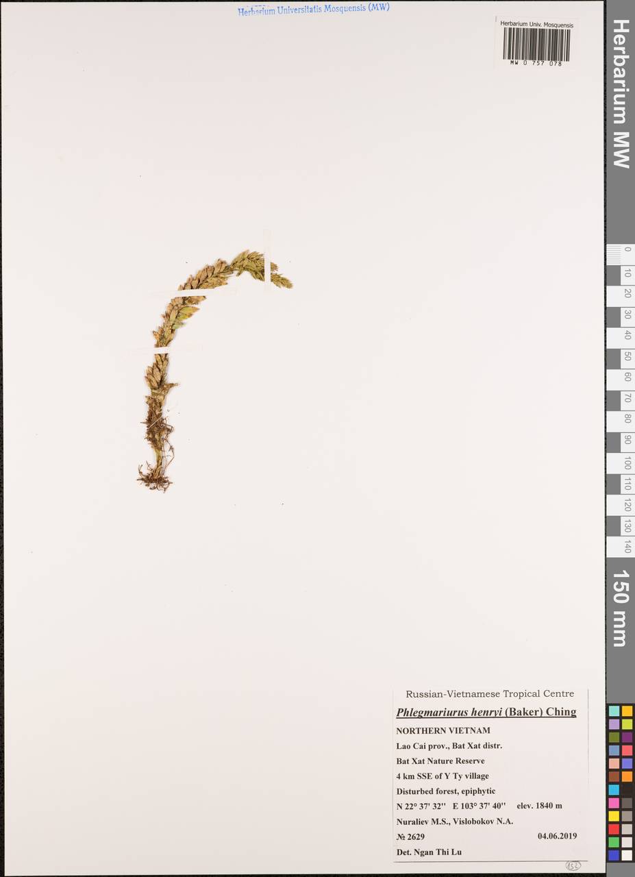 Phlegmariurus henryi (Baker) Ching, South Asia, South Asia (Asia outside ex-Soviet states and Mongolia) (ASIA) (Vietnam)