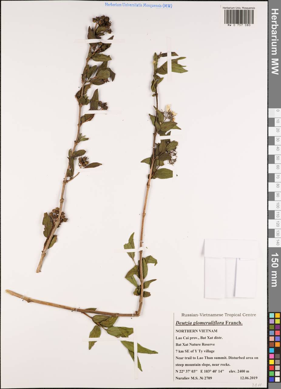 Deutzia glomeruliflora Franch., South Asia, South Asia (Asia outside ex-Soviet states and Mongolia) (ASIA) (Vietnam)