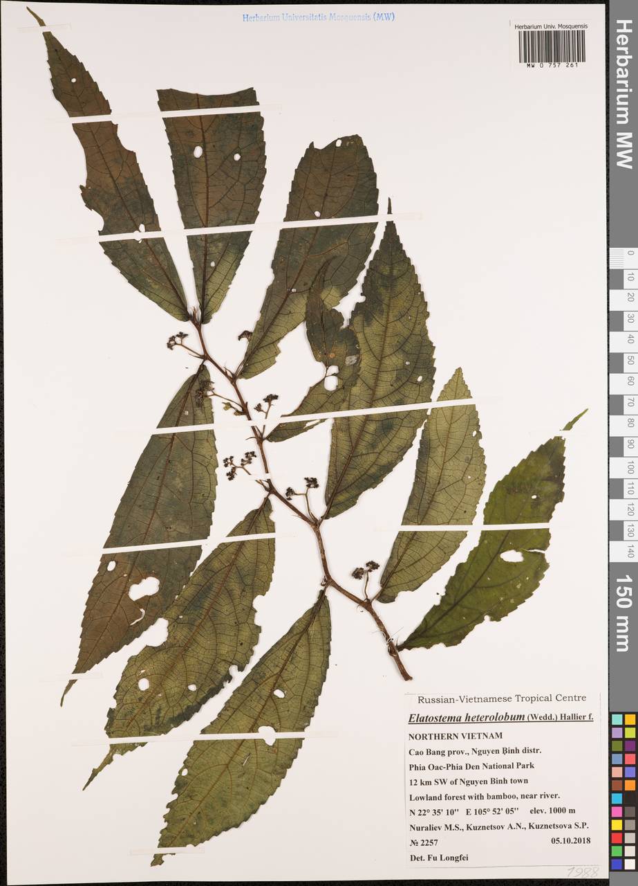 Elatostema heterolobum Hallier fil., South Asia, South Asia (Asia outside ex-Soviet states and Mongolia) (ASIA) (Vietnam)