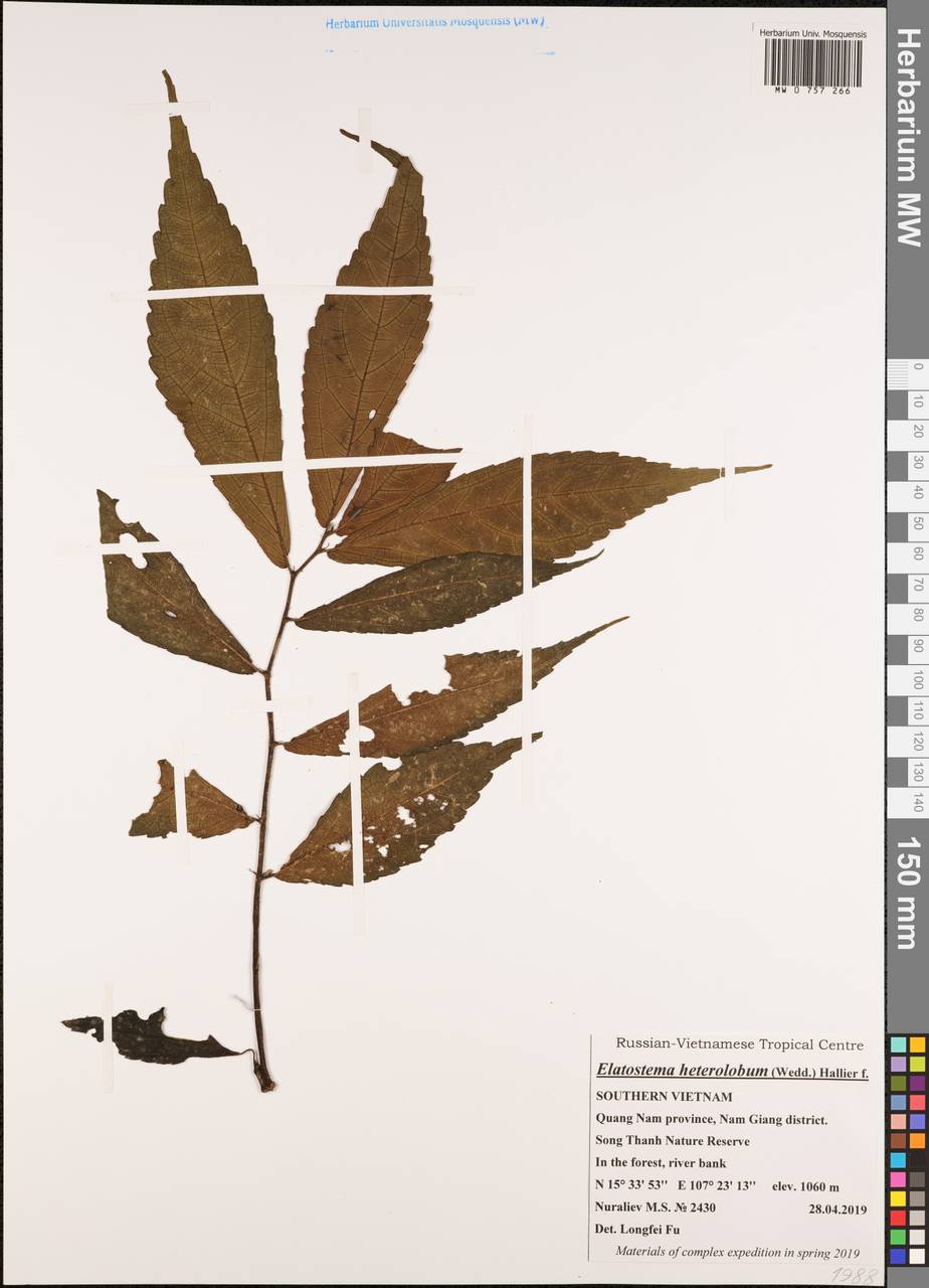 Elatostema heterolobum Hallier fil., South Asia, South Asia (Asia outside ex-Soviet states and Mongolia) (ASIA) (Vietnam)