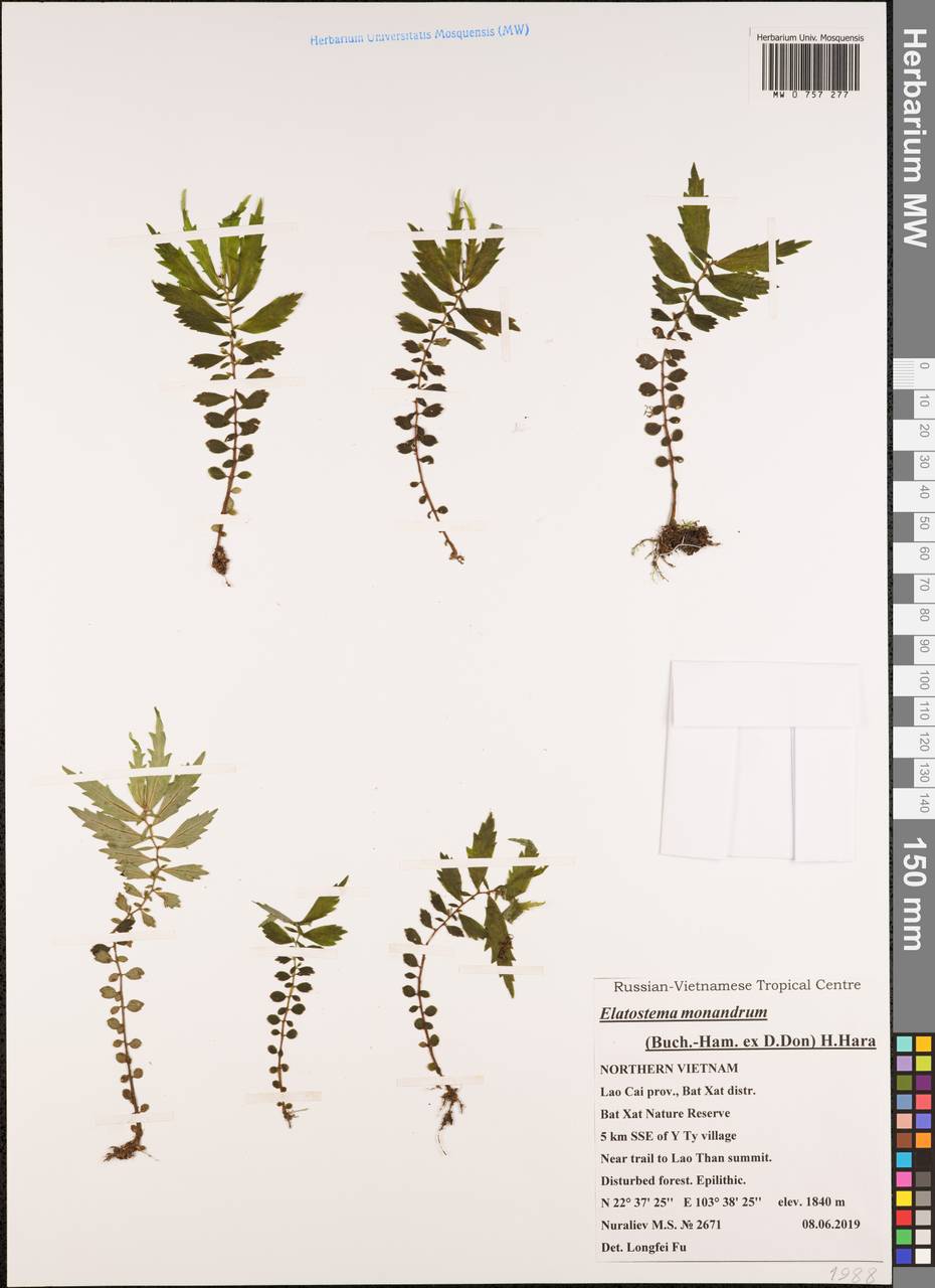 Elatostema monandrum (D.Don) H.Hara, South Asia, South Asia (Asia outside ex-Soviet states and Mongolia) (ASIA) (Vietnam)