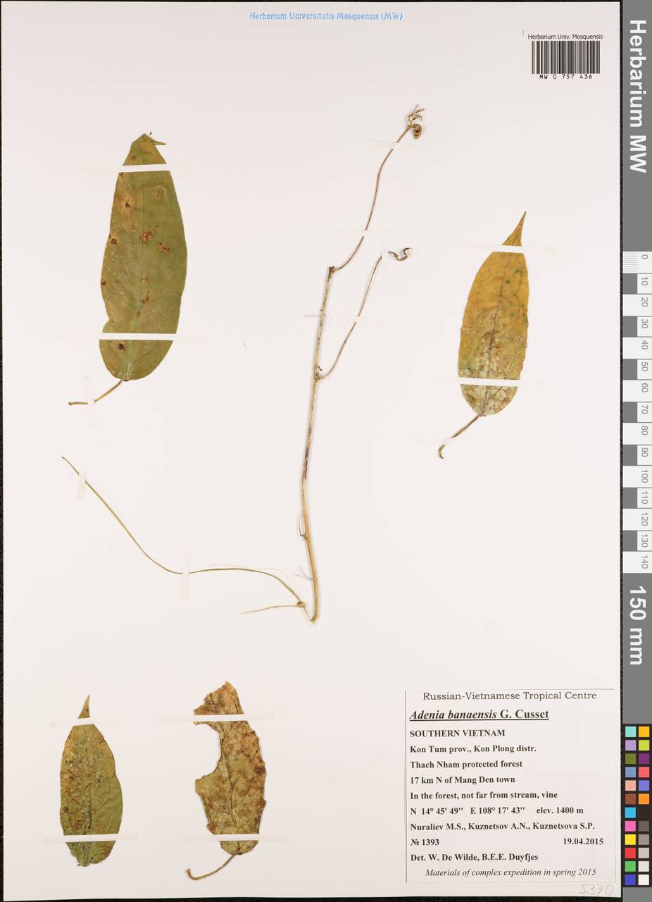 Adenia banaensis C.Cusset, South Asia, South Asia (Asia outside ex-Soviet states and Mongolia) (ASIA) (Vietnam)