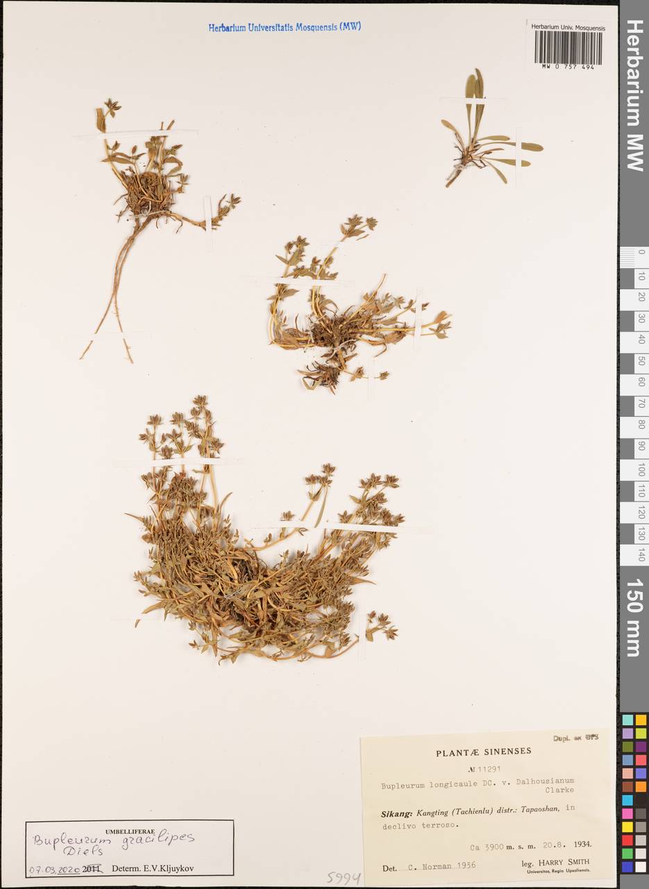 Bupleurum gracilipes Diels, South Asia, South Asia (Asia outside ex-Soviet states and Mongolia) (ASIA) (China)