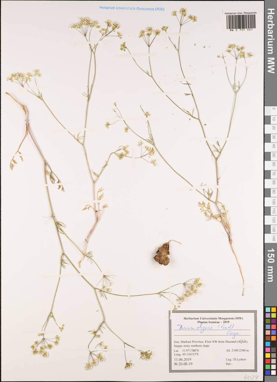 Bunium elegans (Fenzl) Freyn, South Asia, South Asia (Asia outside ex-Soviet states and Mongolia) (ASIA) (Iran)