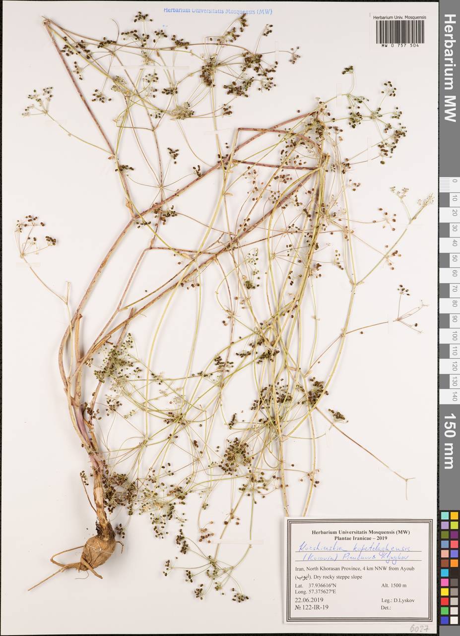 Pseudotrachydium kopetdagense (Korovin) Sennikov & Pimenov, South Asia, South Asia (Asia outside ex-Soviet states and Mongolia) (ASIA) (Iran)