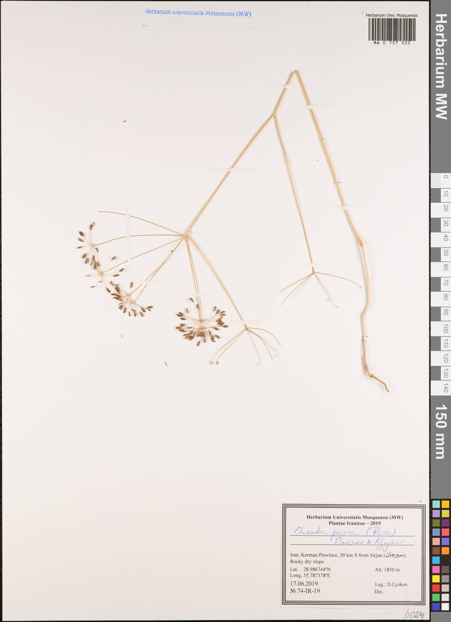 Elwendia persica (Boiss.) Pimenov & Kljuykov, South Asia, South Asia (Asia outside ex-Soviet states and Mongolia) (ASIA) (Iran)