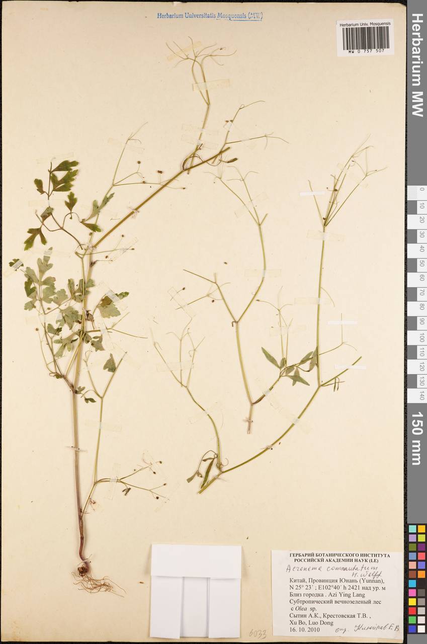 Acronema commutatum H.Wolff, South Asia, South Asia (Asia outside ex-Soviet states and Mongolia) (ASIA) (China)