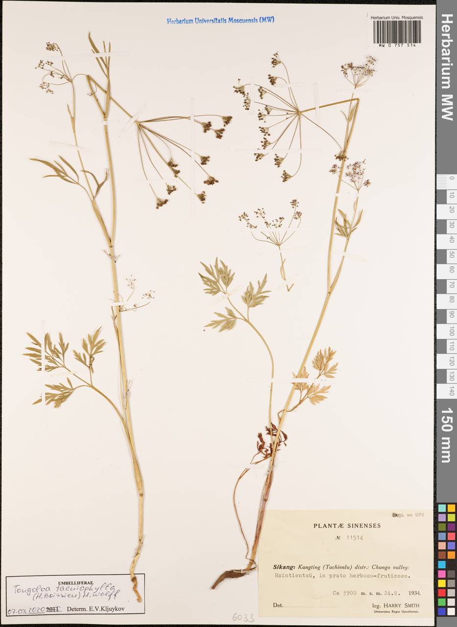 Tongoloa taeniophylla (H. Boissieu) H. Wolff, South Asia, South Asia (Asia outside ex-Soviet states and Mongolia) (ASIA) (China)