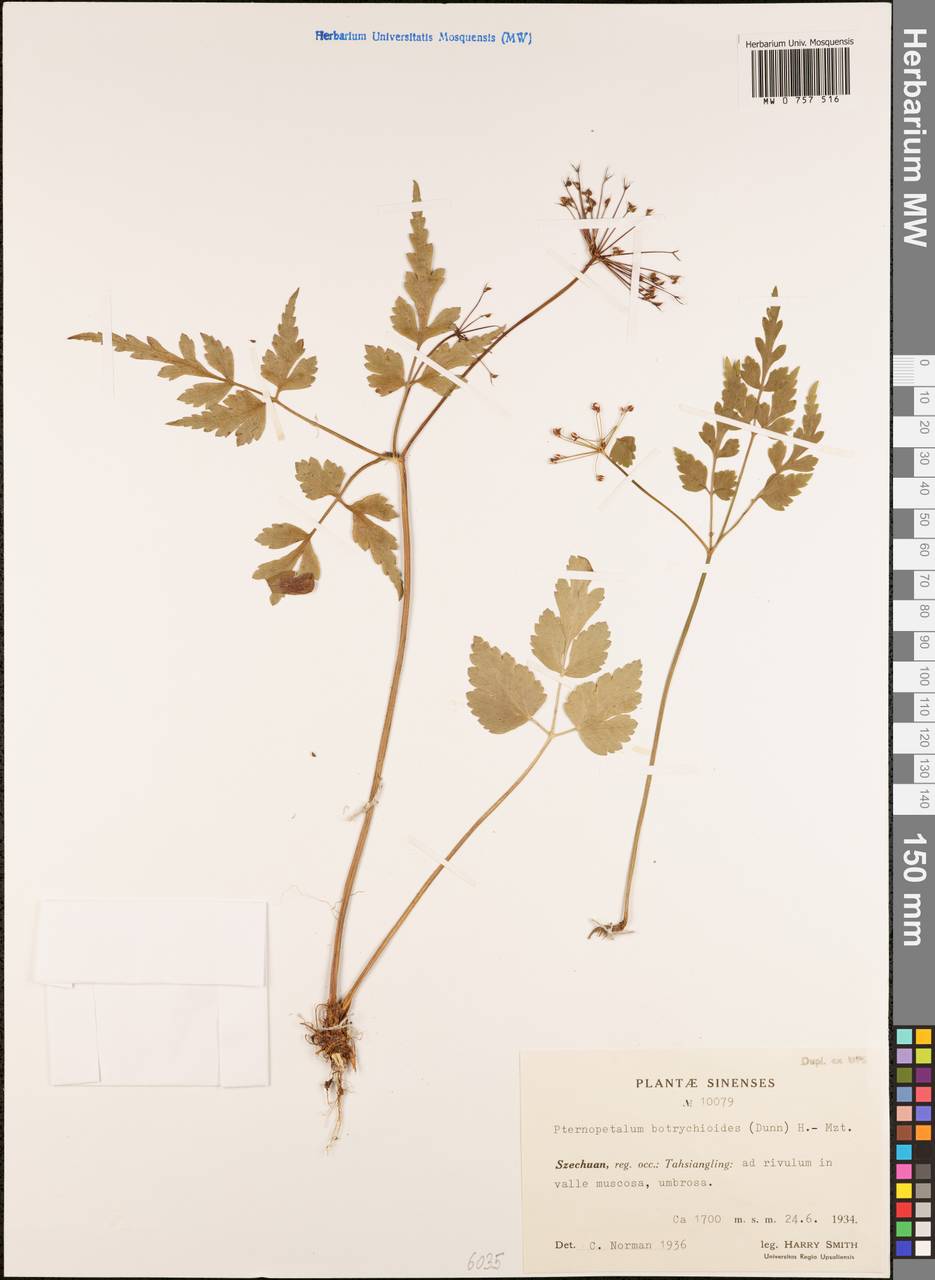 Pternopetalum botrychioides (Dunn) Hand.-Mazz., South Asia, South Asia (Asia outside ex-Soviet states and Mongolia) (ASIA) (China)