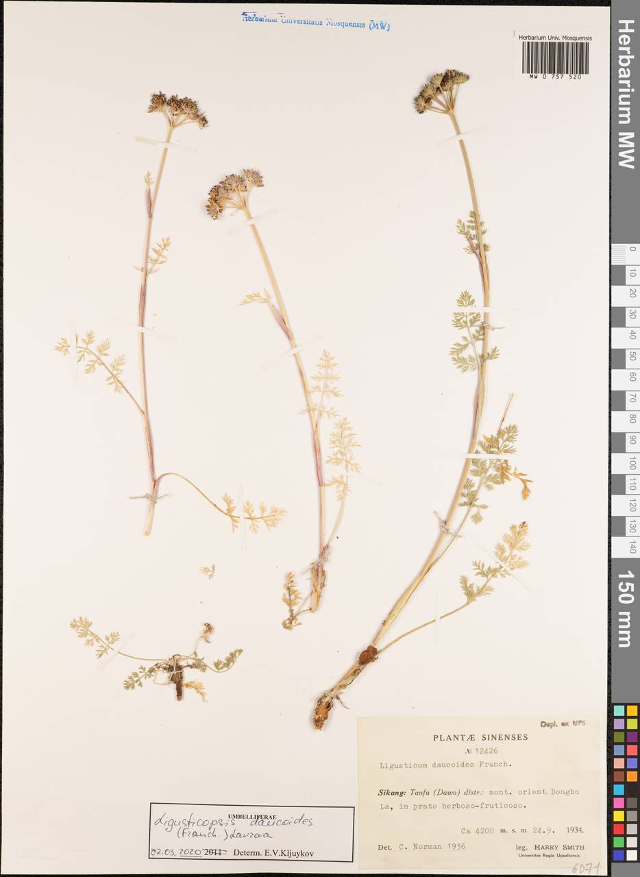 Ligusticopsis daucoides (Franch.) Lavrova ex Pimenov & Kljuykov, South Asia, South Asia (Asia outside ex-Soviet states and Mongolia) (ASIA) (China)