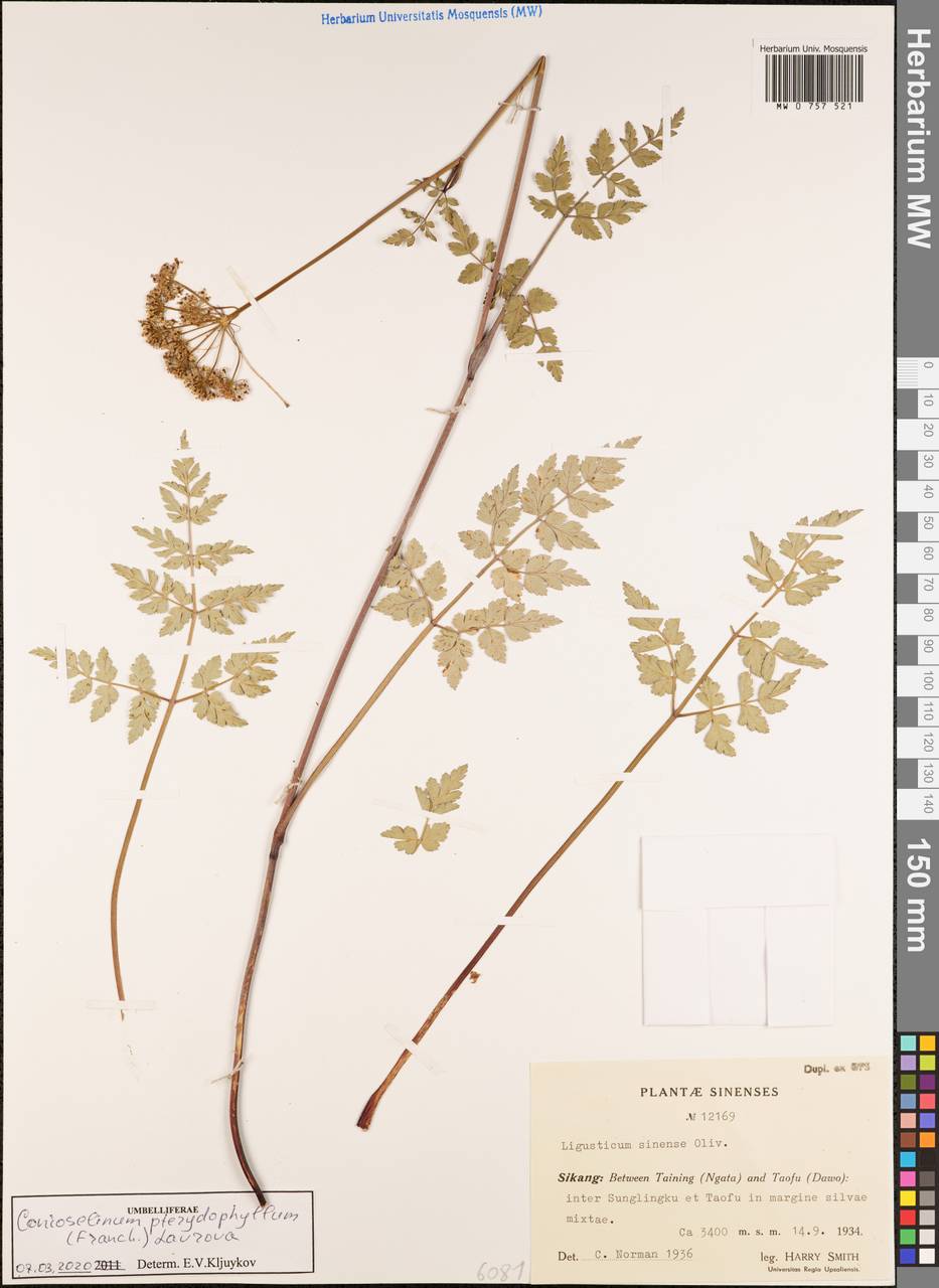 Conioselinum pteridophyllum (Franch.) Lavrova, South Asia, South Asia (Asia outside ex-Soviet states and Mongolia) (ASIA) (China)