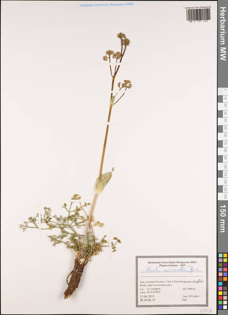 Ferula microcolea (Boiss.) Boiss., South Asia, South Asia (Asia outside ex-Soviet states and Mongolia) (ASIA) (Iran)
