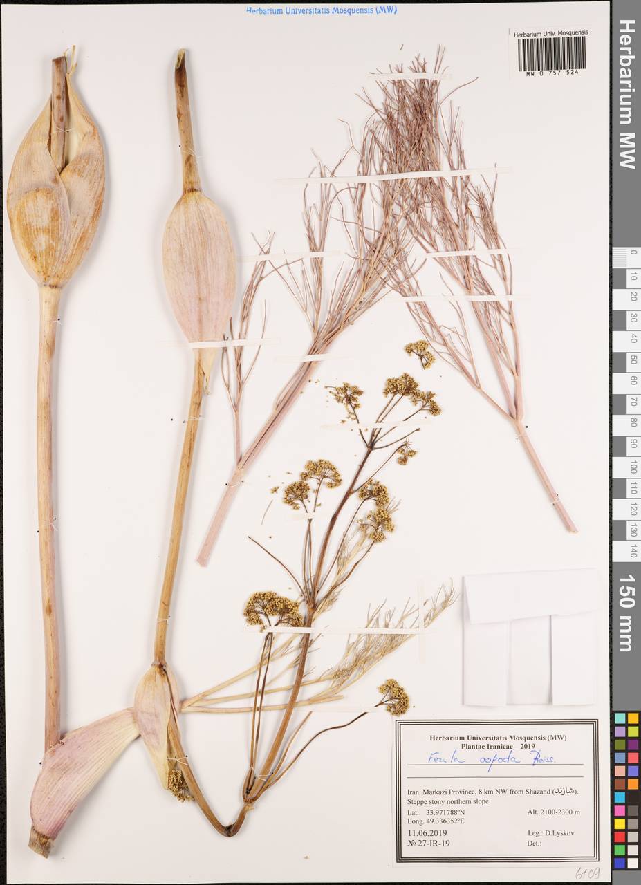 Ferula oopoda (Boiss. & Buhse) Boiss., South Asia, South Asia (Asia outside ex-Soviet states and Mongolia) (ASIA) (Iran)