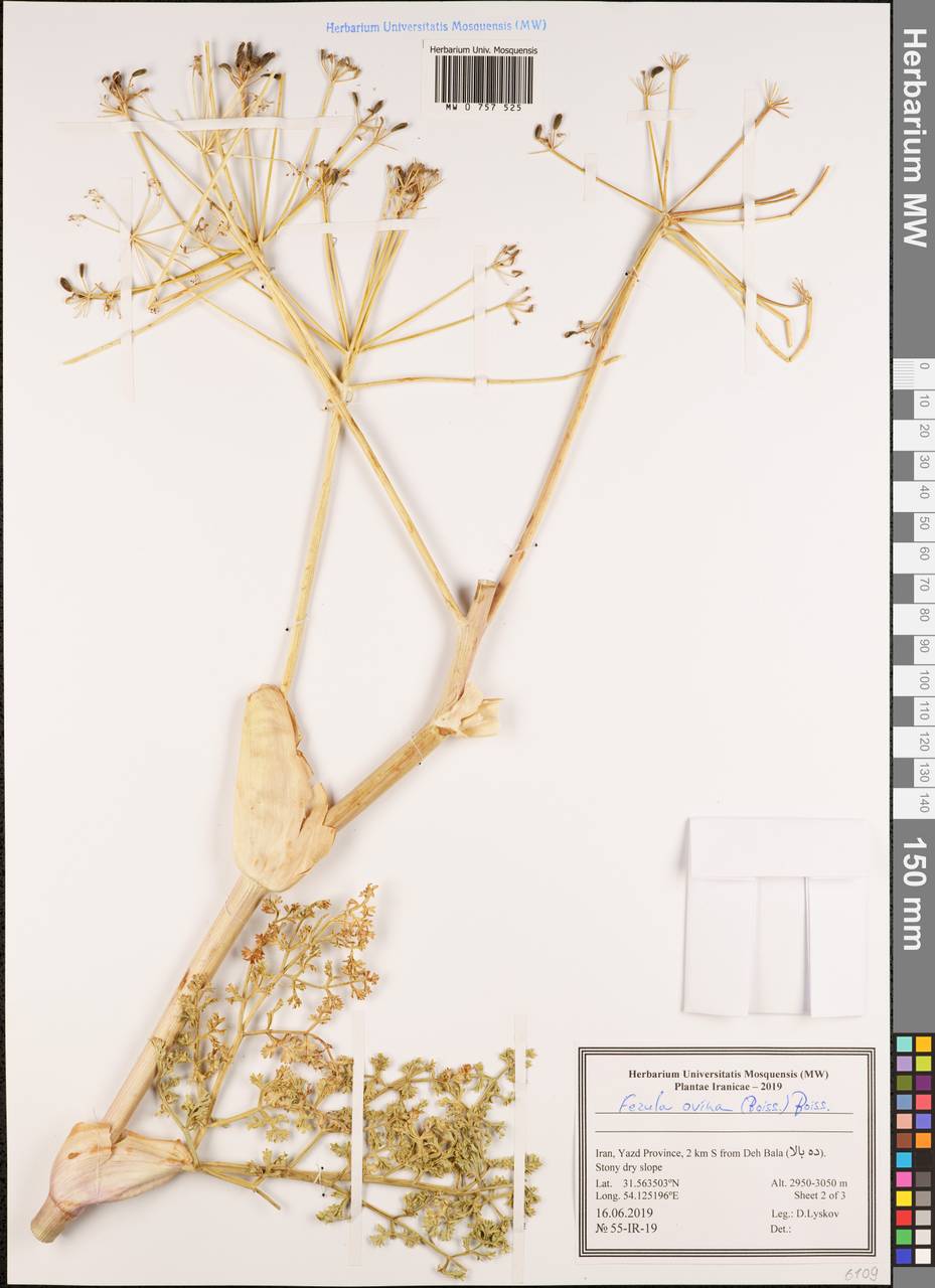 Ferula ovina (Boiss.) Boiss., South Asia, South Asia (Asia outside ex-Soviet states and Mongolia) (ASIA) (Iran)