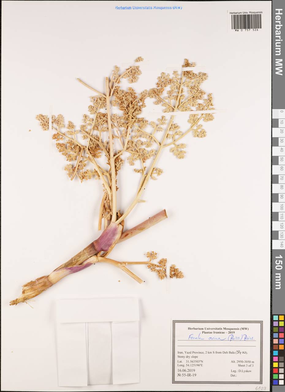 Ferula ovina (Boiss.) Boiss., South Asia, South Asia (Asia outside ex-Soviet states and Mongolia) (ASIA) (Iran)