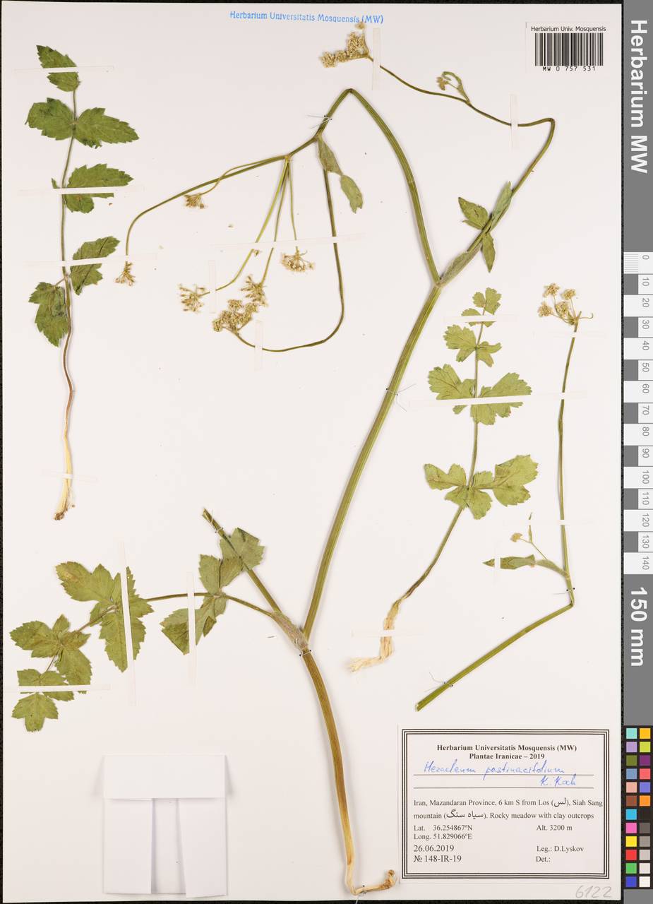 Heracleum pastinacifolium K.Koch, South Asia, South Asia (Asia outside ex-Soviet states and Mongolia) (ASIA) (Iran)
