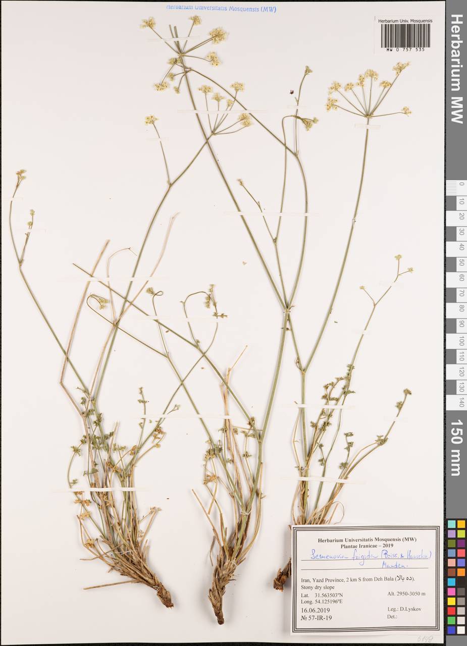 Semenovia frigida (Boiss. & Hausskn.) Manden., South Asia, South Asia (Asia outside ex-Soviet states and Mongolia) (ASIA) (Iran)