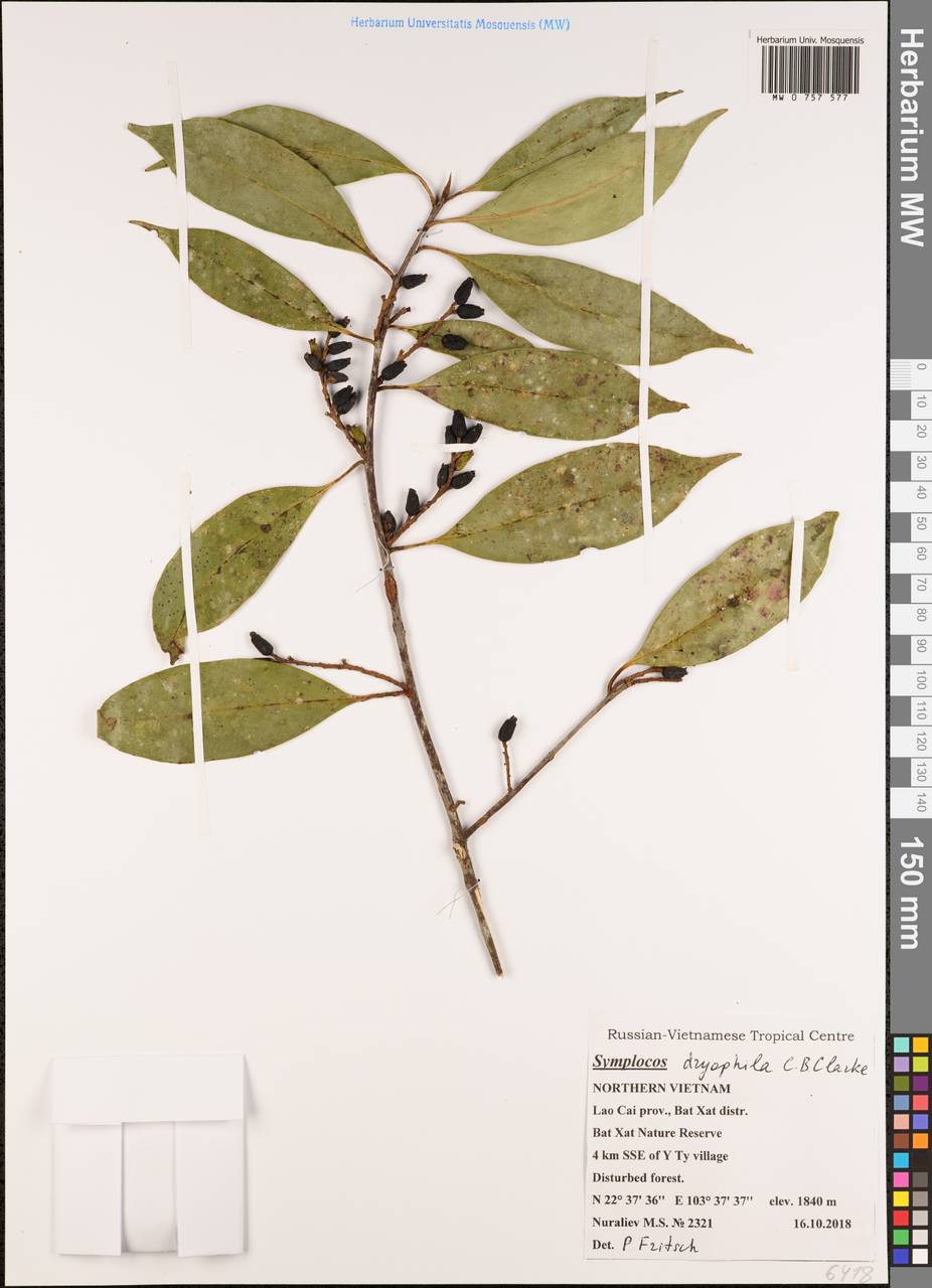Symplocos dryophila C. B. Clarke, South Asia, South Asia (Asia outside ex-Soviet states and Mongolia) (ASIA) (Vietnam)