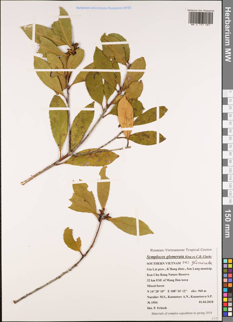 Symplocos glomerata King ex C. B. Cl., South Asia, South Asia (Asia outside ex-Soviet states and Mongolia) (ASIA) (Vietnam)