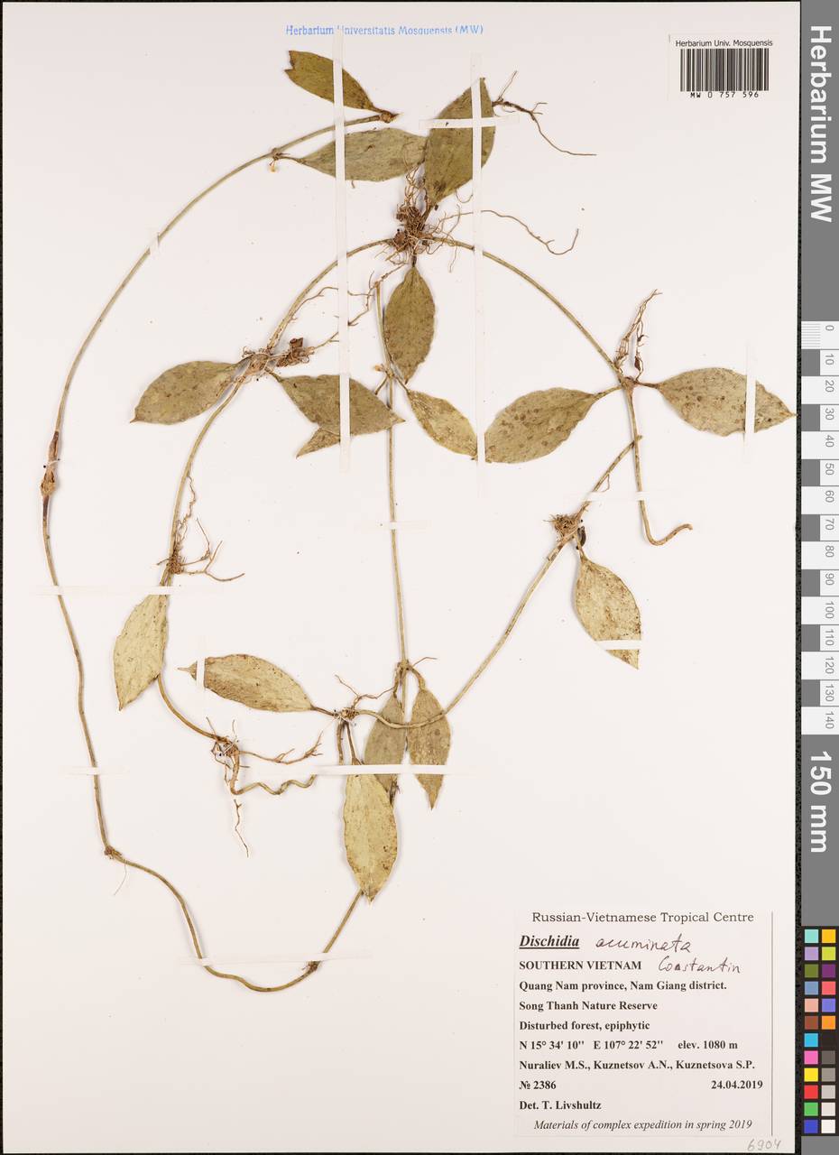 Dischidia acuminata Costantin, South Asia, South Asia (Asia outside ex-Soviet states and Mongolia) (ASIA) (Vietnam)