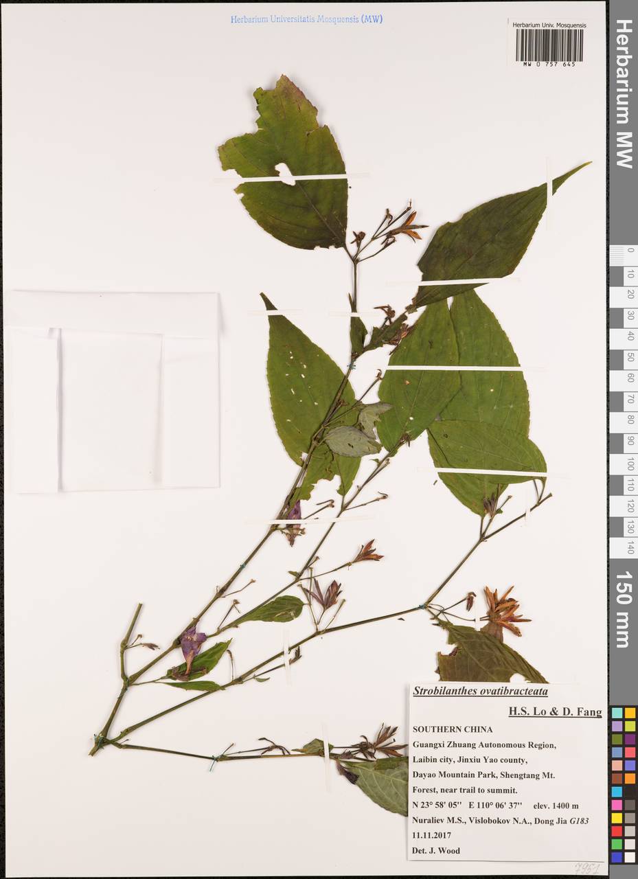 Strobilanthes ovatibracteata H. S. Lo & D. Fang, South Asia, South Asia (Asia outside ex-Soviet states and Mongolia) (ASIA) (China)
