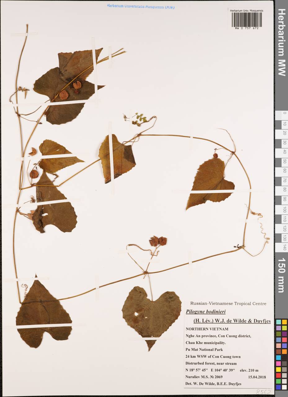 Zehneria bodinieri (H. Lév.) W. J. De Wild. & Duyfjes, South Asia, South Asia (Asia outside ex-Soviet states and Mongolia) (ASIA) (Vietnam)