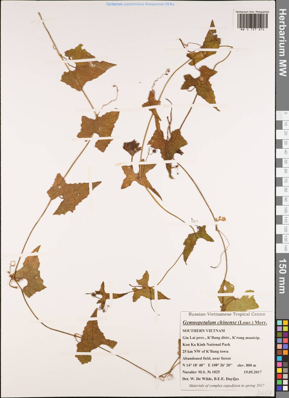 Trichosanthes cochinchinensis (Lour.) M. Roem., South Asia, South Asia (Asia outside ex-Soviet states and Mongolia) (ASIA) (Vietnam)