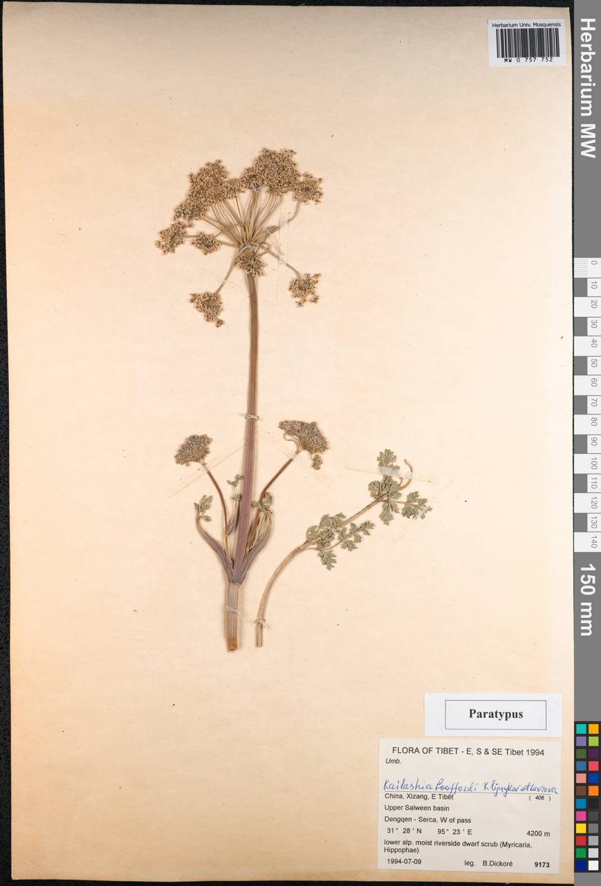 Kailashia bouffordii Kljuykov & Lavrova, South Asia, South Asia (Asia outside ex-Soviet states and Mongolia) (ASIA) (China)