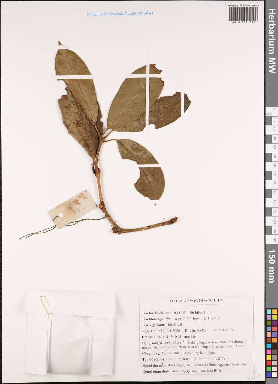 Illicium griffithii Hook. fil. & Thomson, South Asia, South Asia (Asia outside ex-Soviet states and Mongolia) (ASIA) (Vietnam)