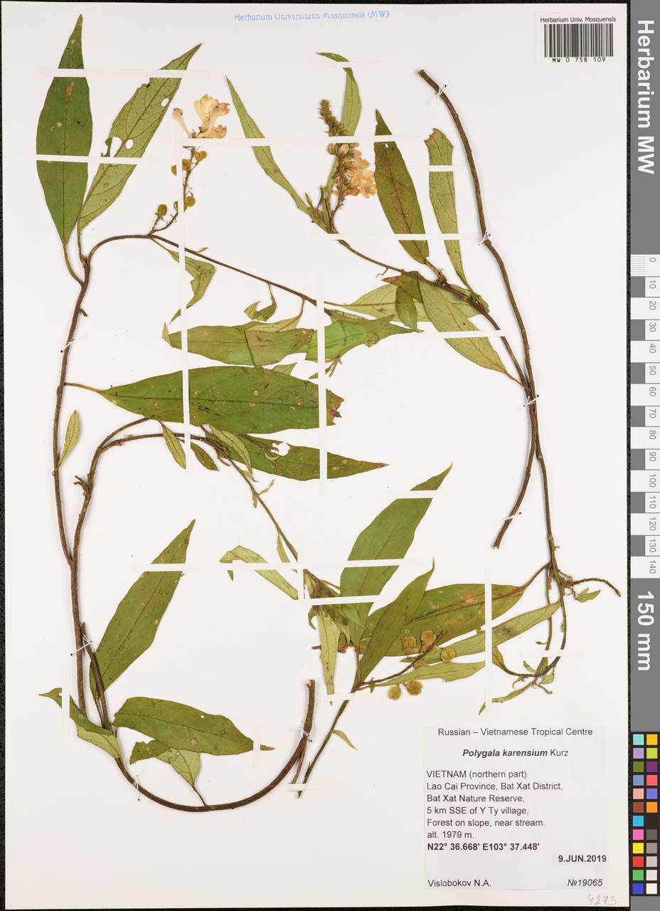 Polygala karensium Kurz, South Asia, South Asia (Asia outside ex-Soviet states and Mongolia) (ASIA) (Vietnam)