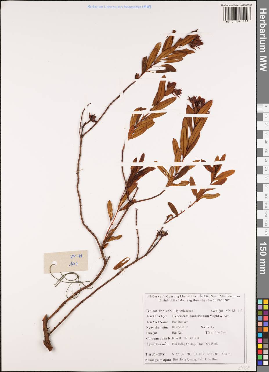 Hypericum hookerianum Wight & Arn., South Asia, South Asia (Asia outside ex-Soviet states and Mongolia) (ASIA) (Vietnam)