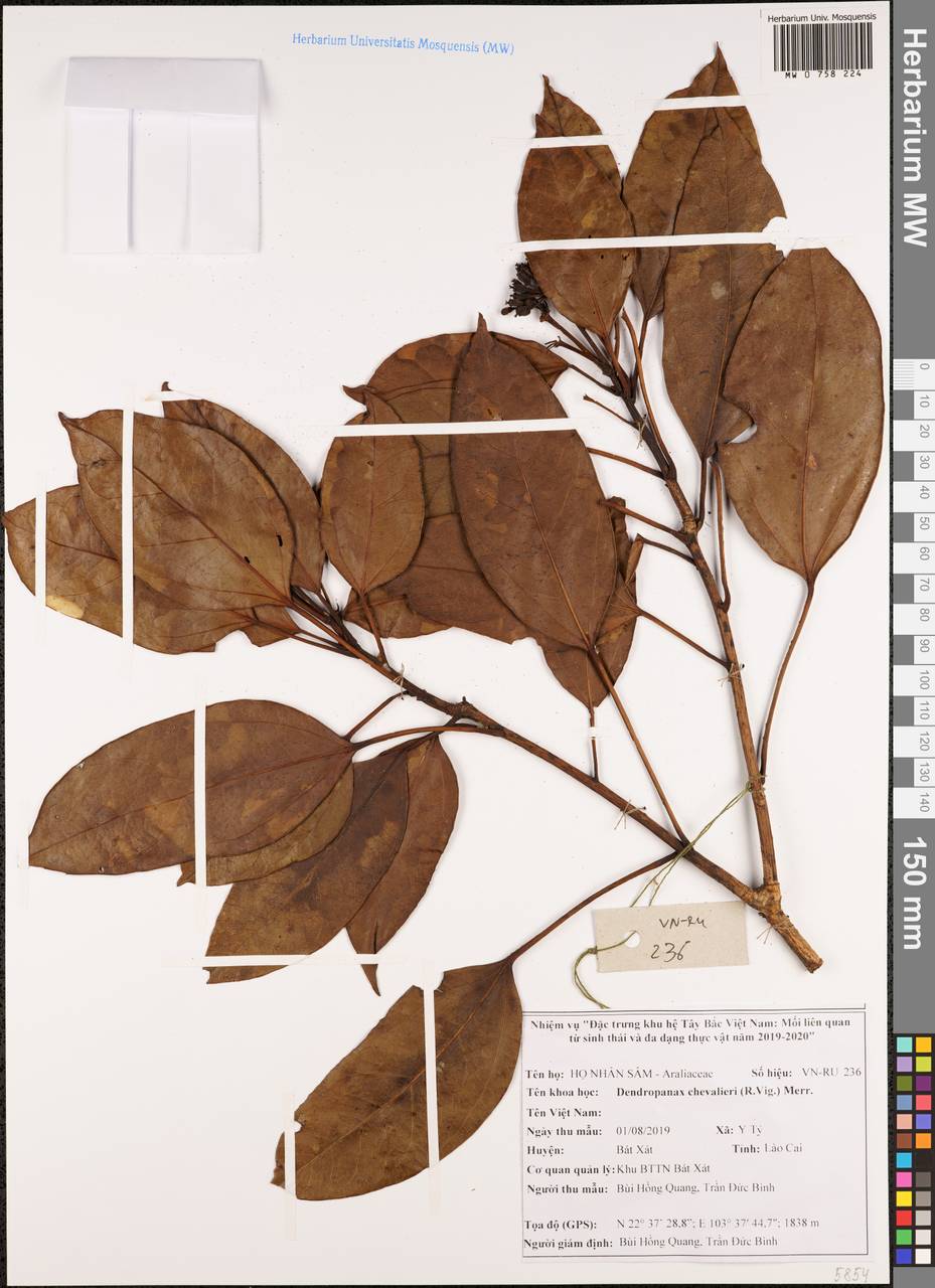 Dendropanax chevalieri (R.Vig.) Merr., South Asia, South Asia (Asia outside ex-Soviet states and Mongolia) (ASIA) (Vietnam)