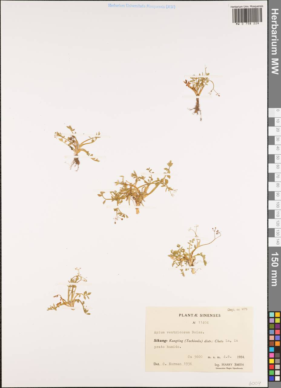Sium ventricosum (H.Boissieu) Li S.Wang & M.F.Watson, South Asia, South Asia (Asia outside ex-Soviet states and Mongolia) (ASIA) (China)