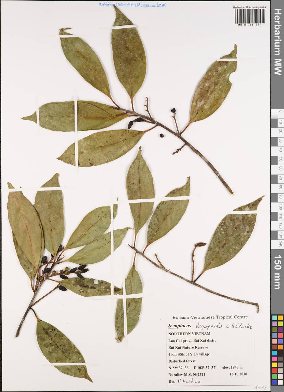 Symplocos dryophila C.B.Clarke, South Asia, South Asia (Asia outside ex-Soviet states and Mongolia) (ASIA) (Vietnam)
