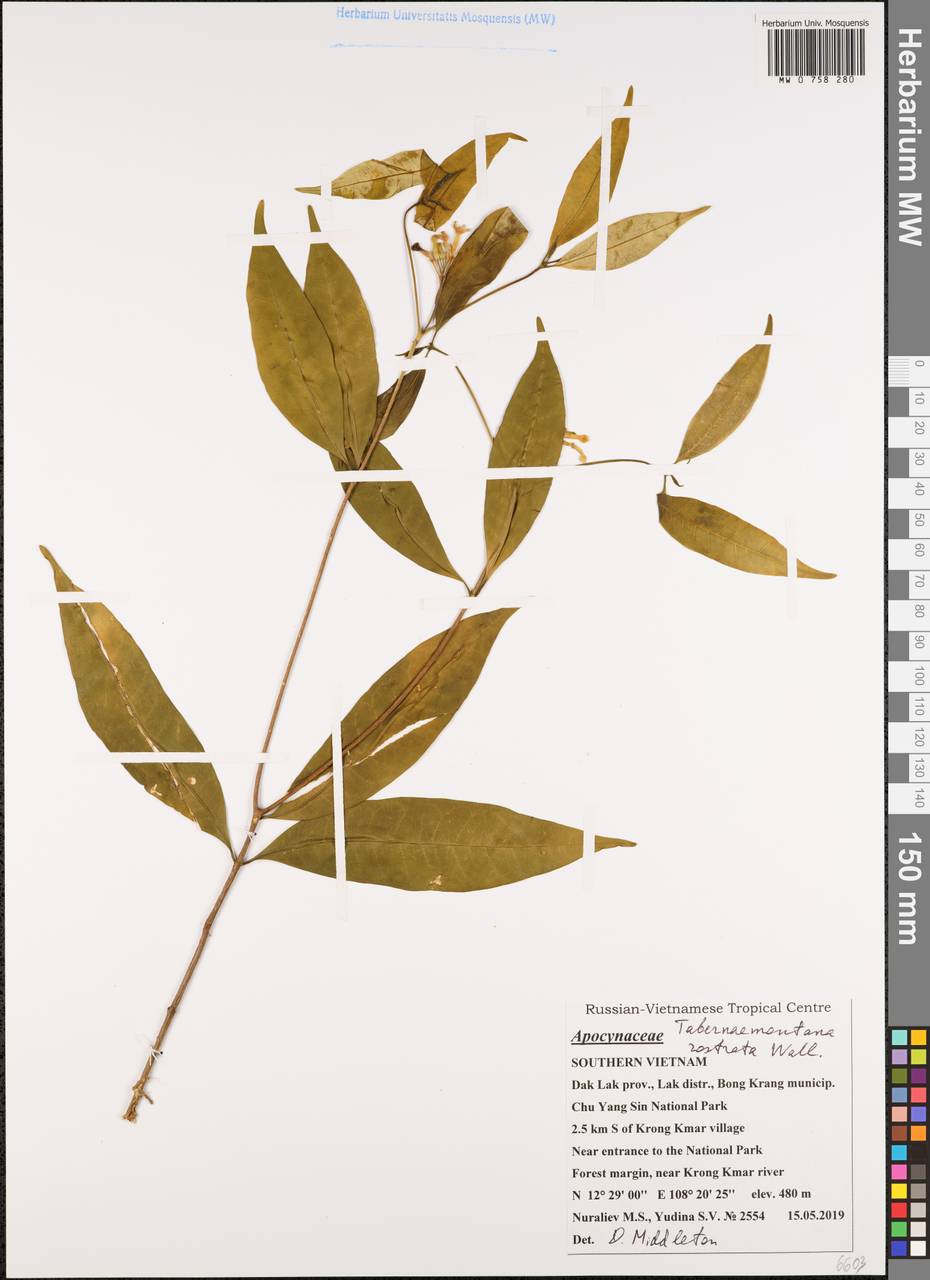 Tabernaemontana rostrata Wall., South Asia, South Asia (Asia outside ex-Soviet states and Mongolia) (ASIA) (Vietnam)