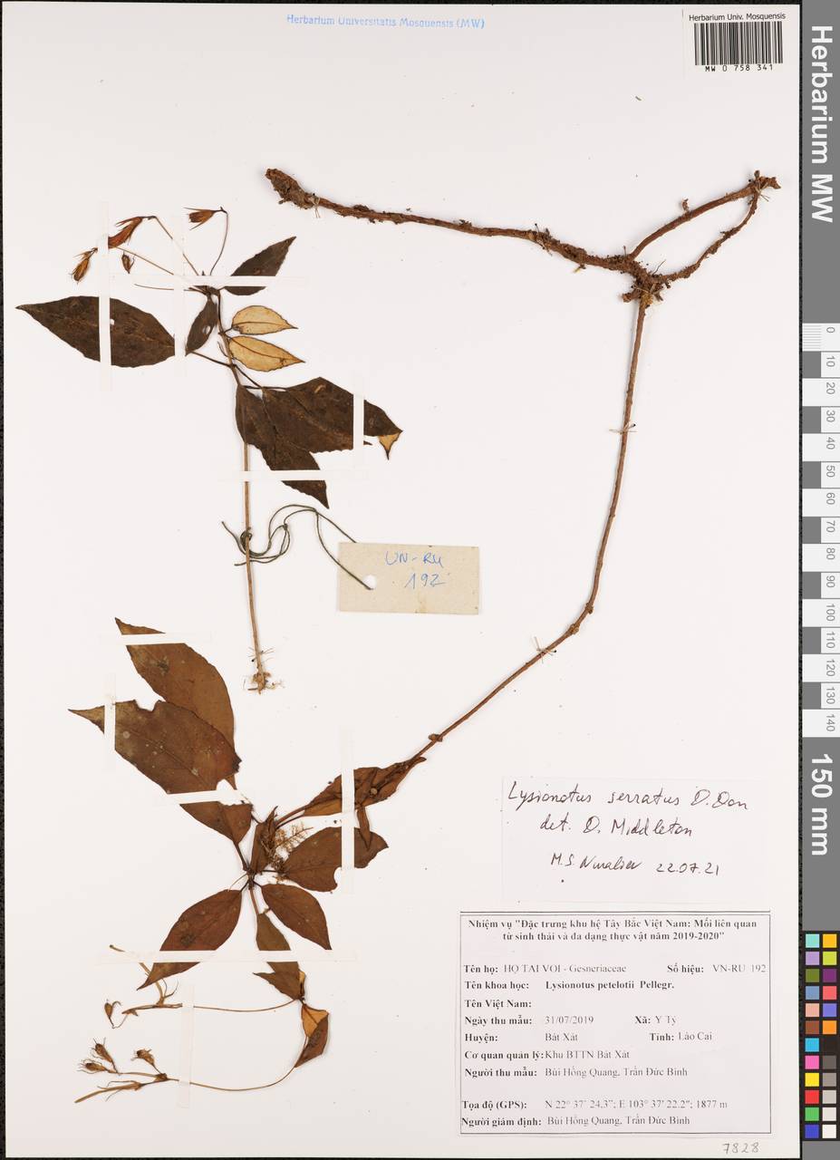 Lysionotus serratus D. Don, South Asia, South Asia (Asia outside ex-Soviet states and Mongolia) (ASIA) (Vietnam)