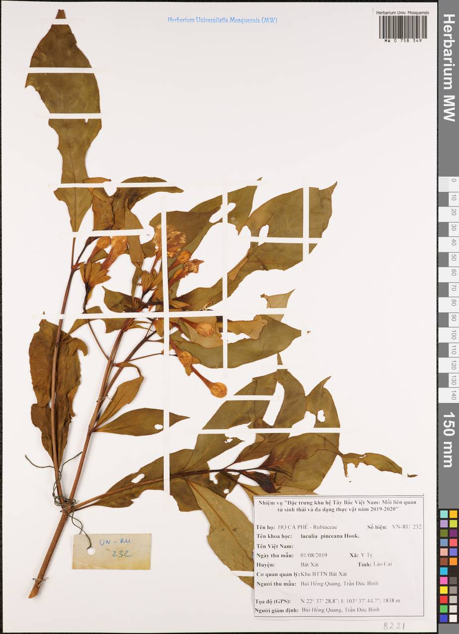 Luculia pinceana Hook., South Asia, South Asia (Asia outside ex-Soviet states and Mongolia) (ASIA) (Vietnam)