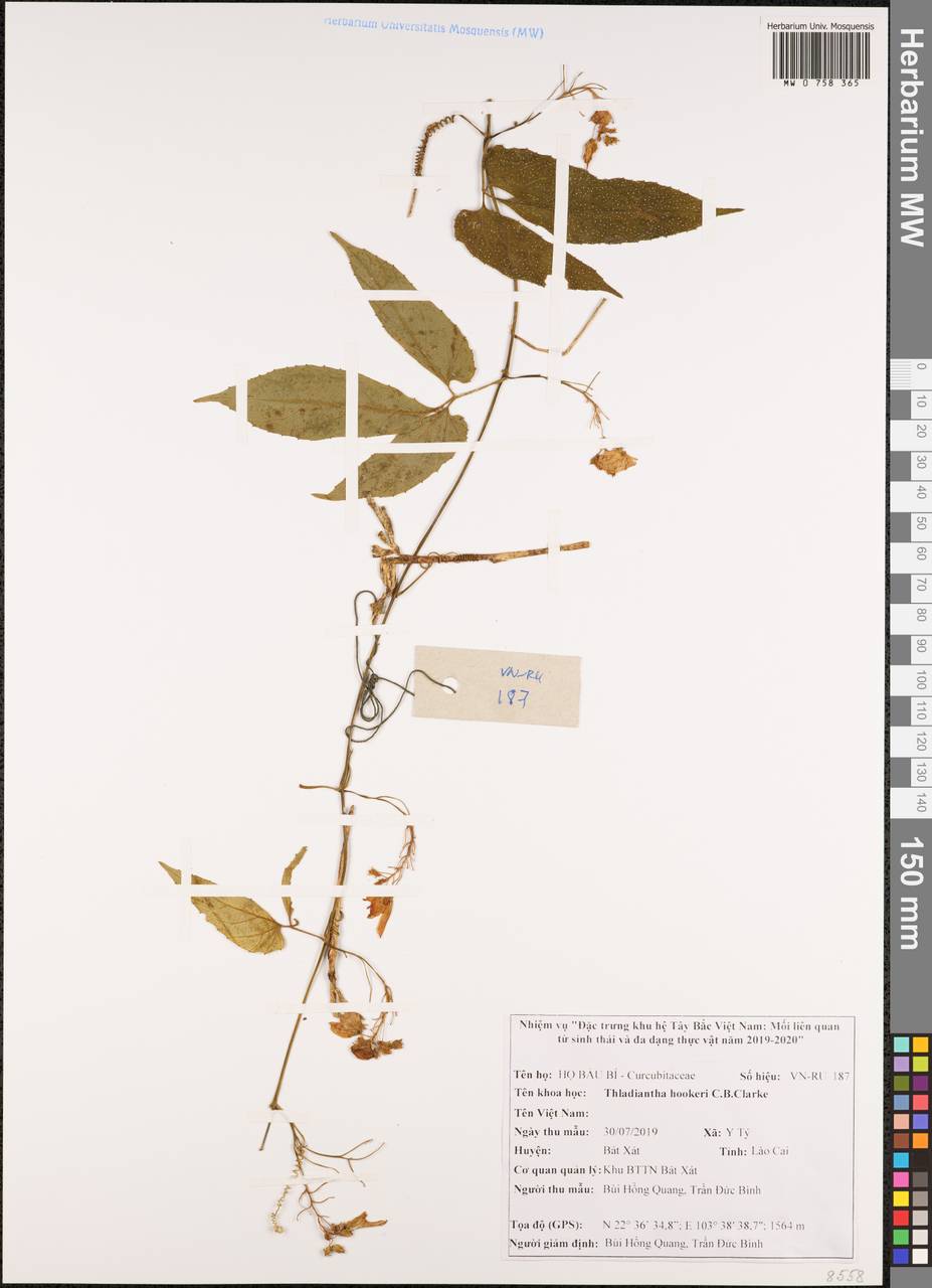 Thladiantha hookeri C.B. Clarke, South Asia, South Asia (Asia outside ex-Soviet states and Mongolia) (ASIA) (Vietnam)