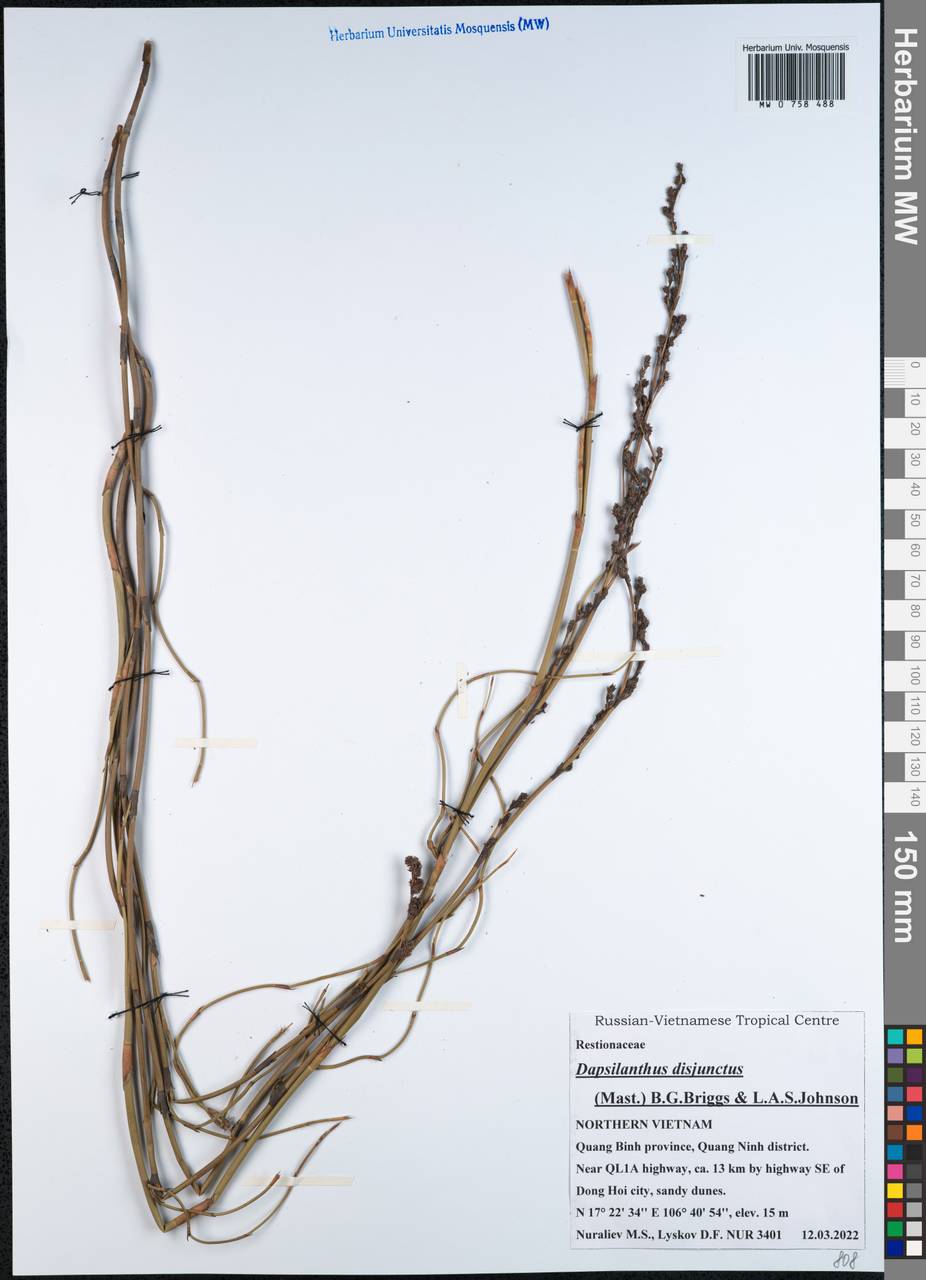 Dapsilanthus disjunctus (Mast.) B.G.Briggs & L.A.S.Johnson, South Asia, South Asia (Asia outside ex-Soviet states and Mongolia) (ASIA) (Vietnam)