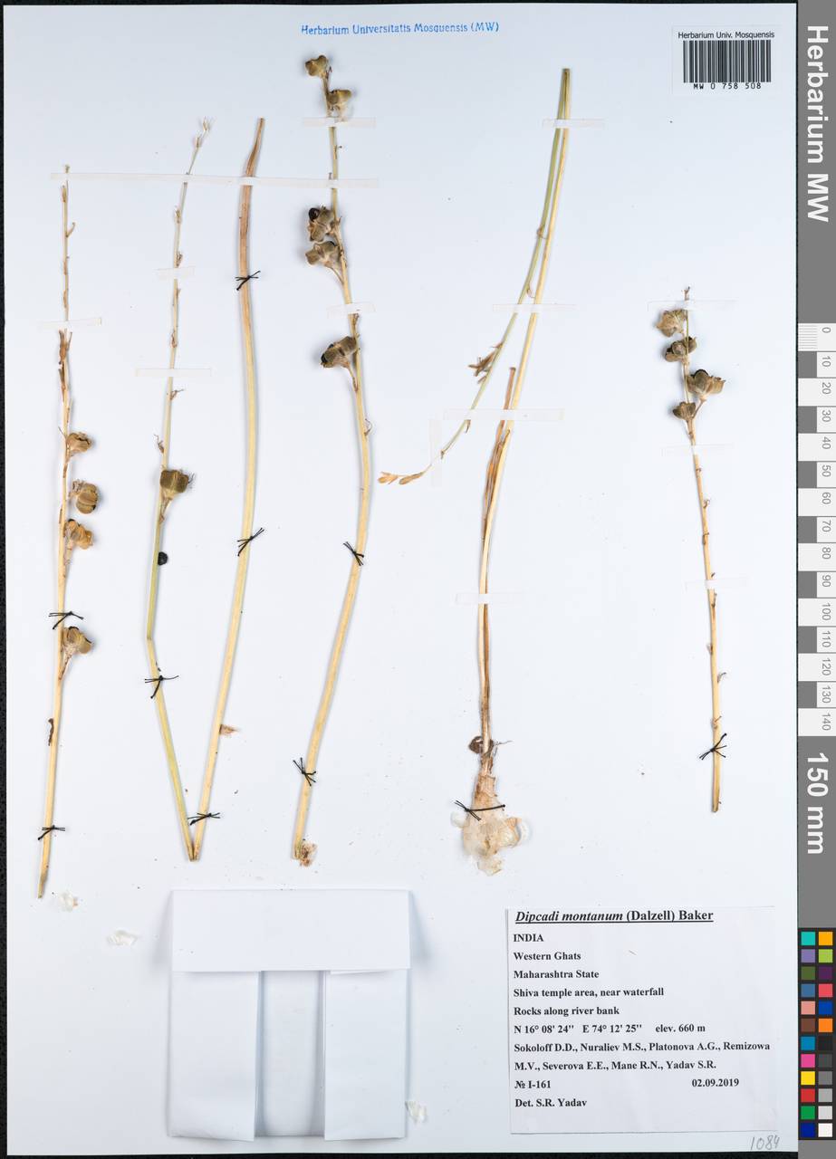 Dipcadi montanum (Dalzell) Baker, South Asia, South Asia (Asia outside ex-Soviet states and Mongolia) (ASIA) (India)
