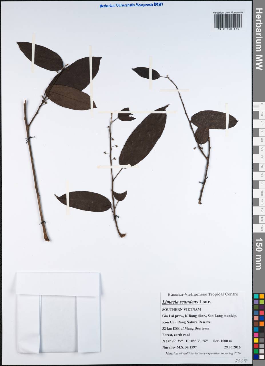 Limacia scandens Lour., South Asia, South Asia (Asia outside ex-Soviet states and Mongolia) (ASIA) (Vietnam)