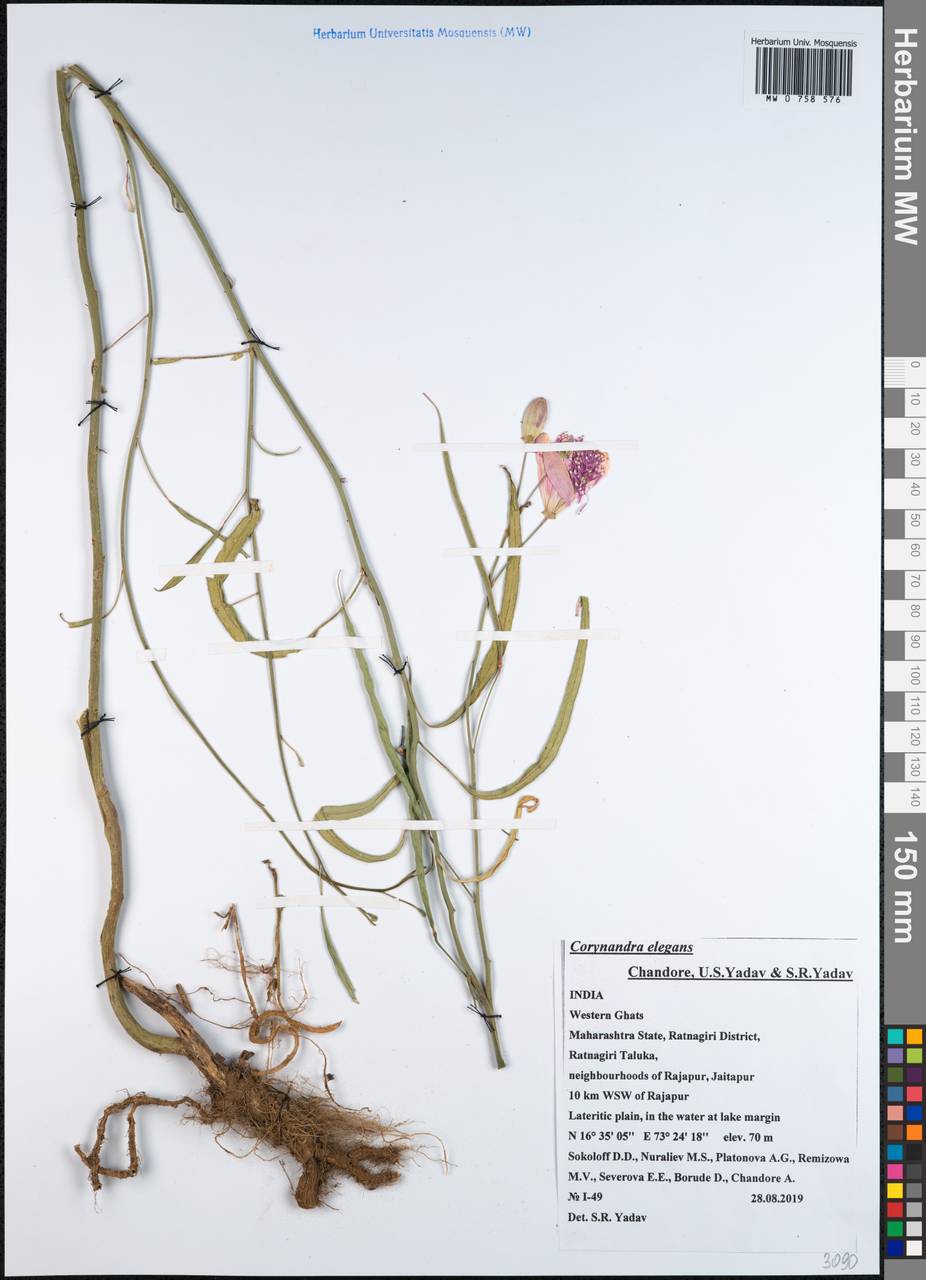 Corynandra chelidonii (L.fil.) Cochrane & Iltis, South Asia, South Asia (Asia outside ex-Soviet states and Mongolia) (ASIA) (India)