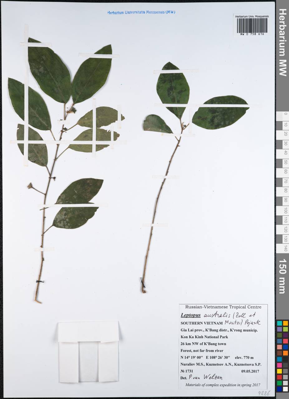 Leptopus australis (Zoll. & Moritzi) Pojark., South Asia, South Asia (Asia outside ex-Soviet states and Mongolia) (ASIA) (Vietnam)