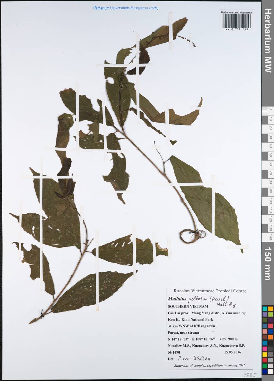 Mallotus peltatus (Geiseler) Müll.Arg., South Asia, South Asia (Asia outside ex-Soviet states and Mongolia) (ASIA) (Vietnam)