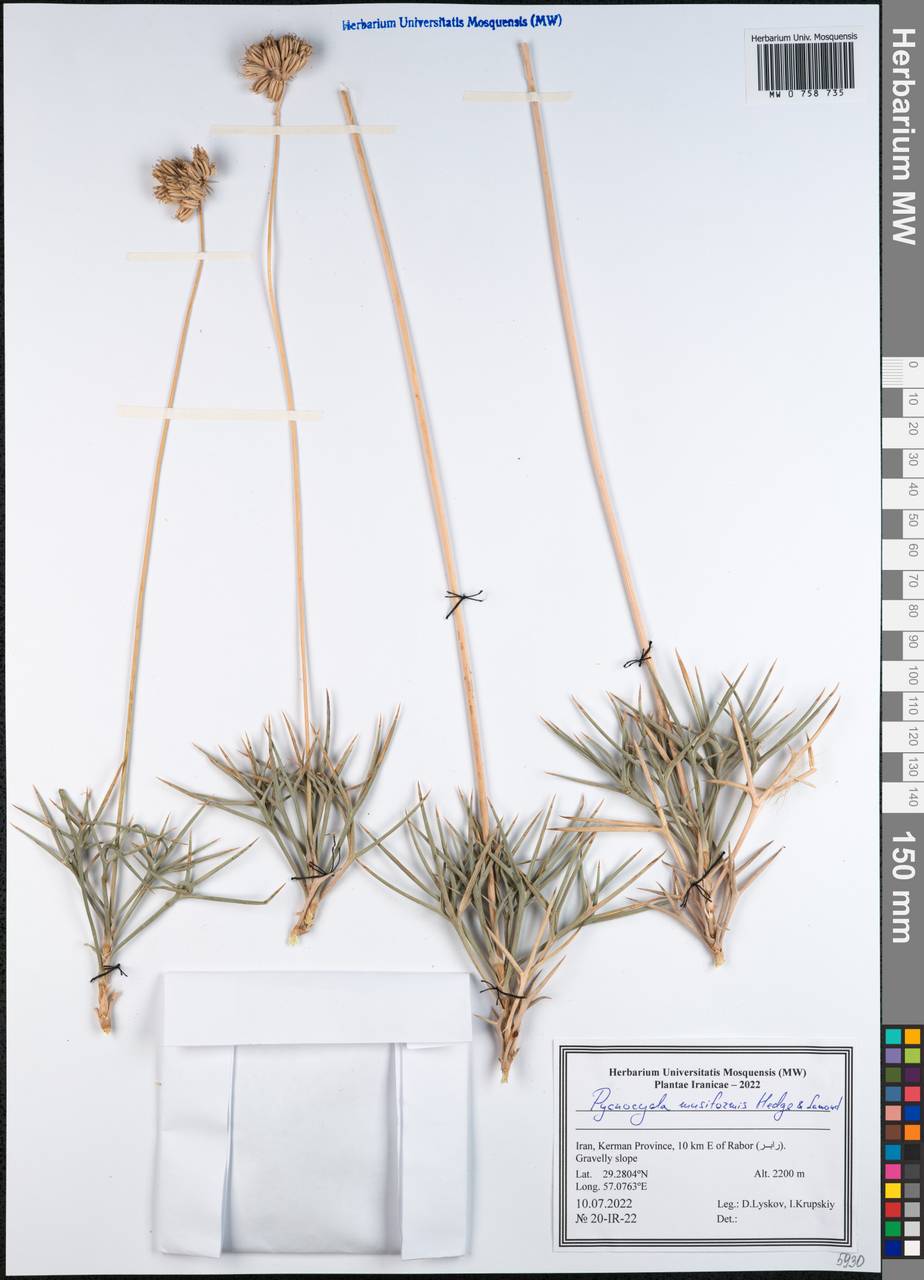 Pycnocycla musiformis Hedge & Lamond, South Asia, South Asia (Asia outside ex-Soviet states and Mongolia) (ASIA) (Iran)