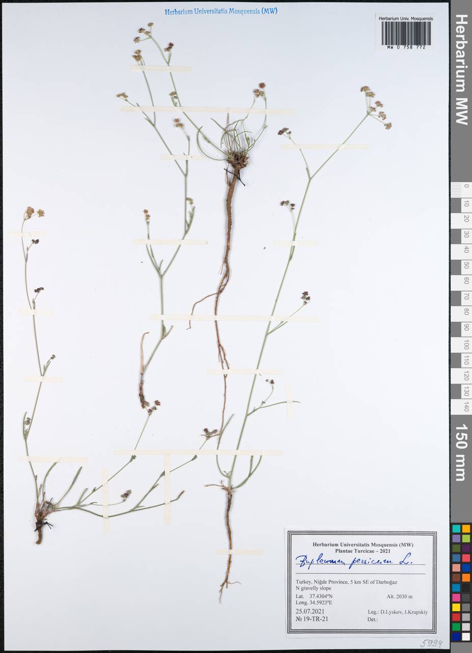 Bupleurum persicum Boiss., South Asia, South Asia (Asia outside ex-Soviet states and Mongolia) (ASIA) (Turkey)