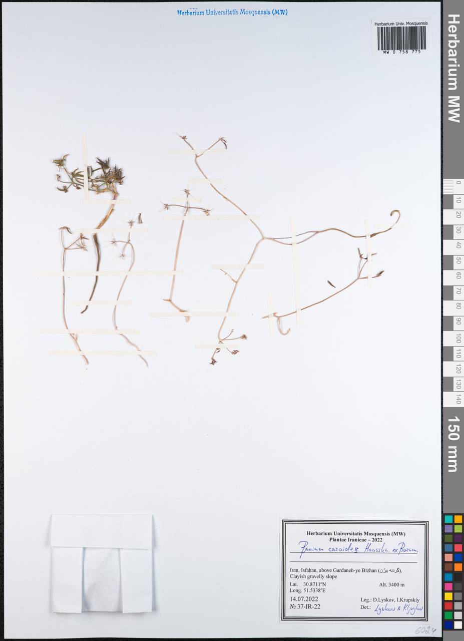Elwendia caroides Boiss., South Asia, South Asia (Asia outside ex-Soviet states and Mongolia) (ASIA) (Iran)